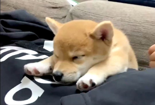 スーパーマン柴子犬