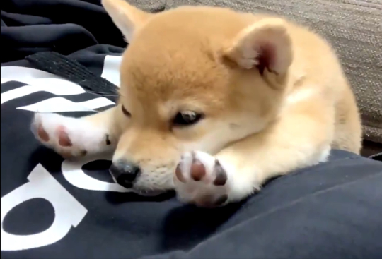 豆柴きなこさん