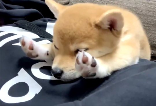 豆柴きなこさん