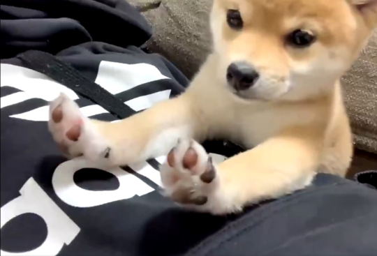 豆柴きなこさん