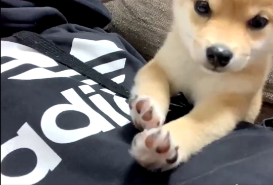 豆柴きなこさん