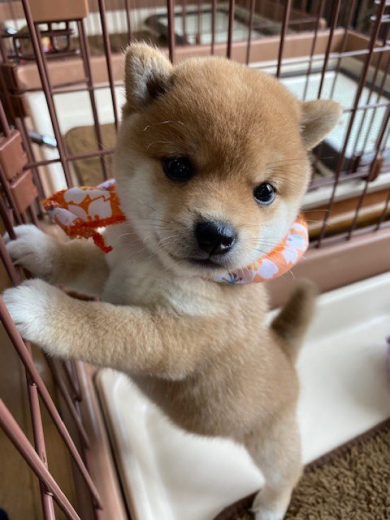 豆柴きなこさん