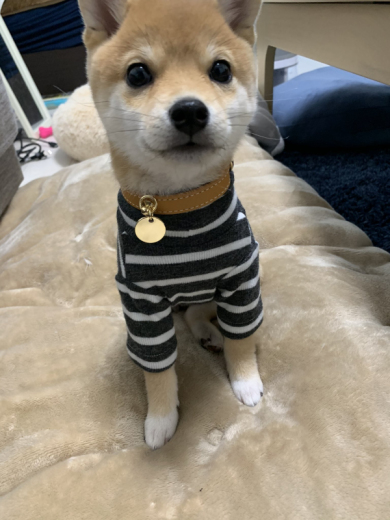 豆柴きなこさん