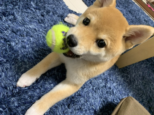 豆柴きなこさん