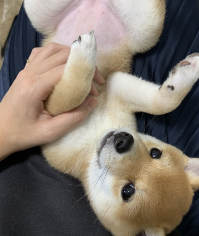 豆柴きなこさん