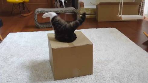 猫 まる 穴につまってる