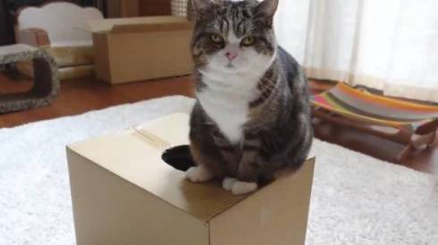猫 まる 穴につまってる