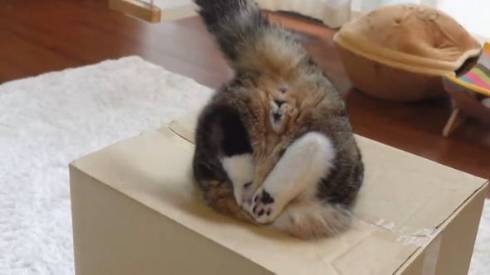 猫 まる 穴につまってる