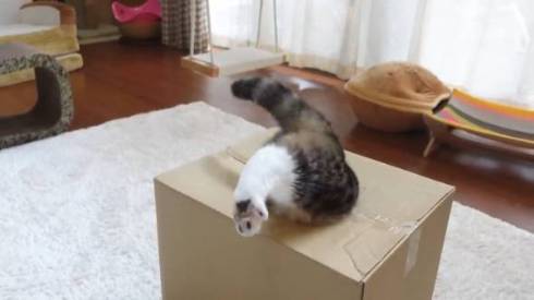 猫 まる 穴につまってる
