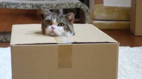 猫 まる 穴につまってる