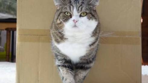 猫 まる 穴につまってる