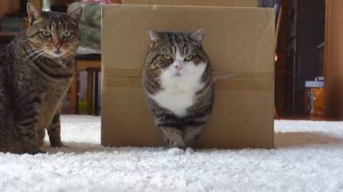 猫 まる 穴につまってる