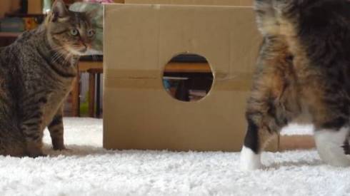 猫 まる 穴につまってる