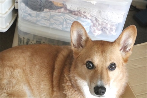 コギとボクのLA Life