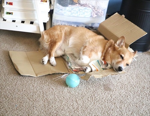 コギとボクのLA Life