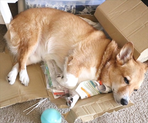 コギとボクのLA Life