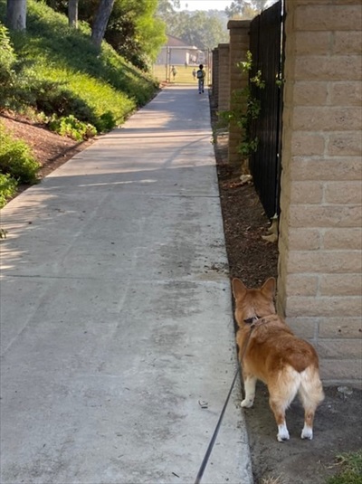 コギとボクのLA Life