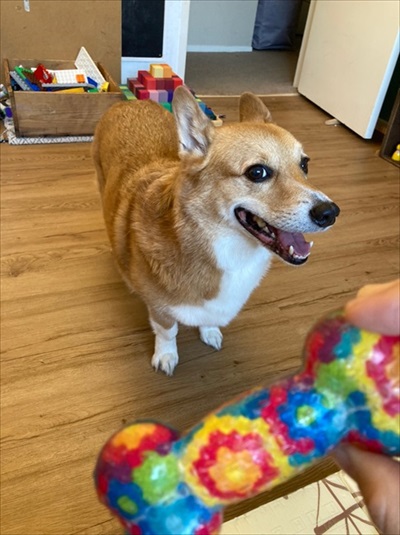 コギとボクのLA Life