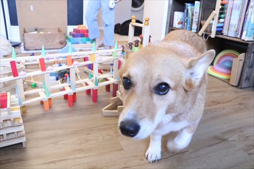 コギとボクのLA Life