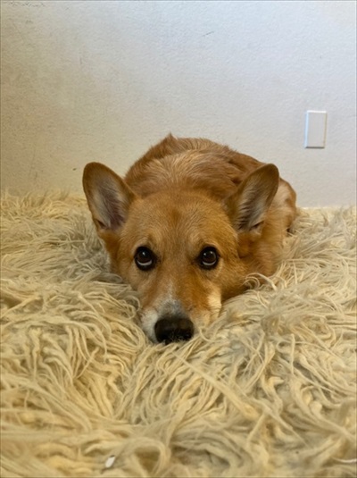 コギとボクのLA Life