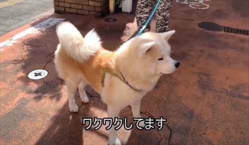 女医さんに会いたい秋田犬のそうすけ君
