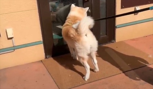 女医さんに会いたい秋田犬のそうすけ君