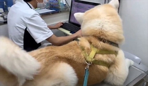 女医さんに会いたい秋田犬のそうすけ君