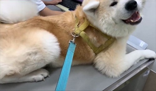 女医さんに会いたい秋田犬のそうすけ君