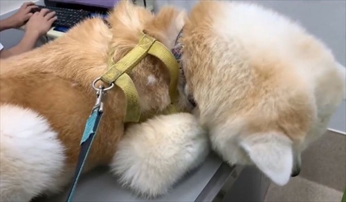 女医さんに会いたい秋田犬のそうすけ君