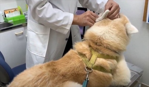 女医さんに会いたい秋田犬のそうすけ君