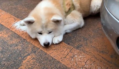 女医さんに会いたい秋田犬のそうすけ君