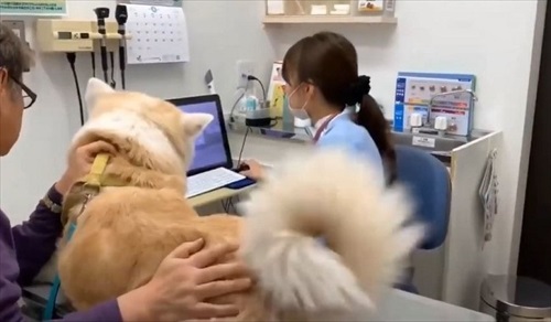 女医さんに会いたい秋田犬のそうすけ君