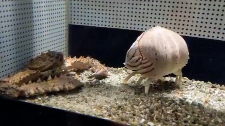 カニけんか