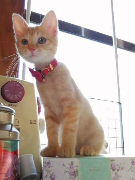 ねこの夏毛と冬毛