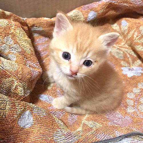子猫ちーちゃん