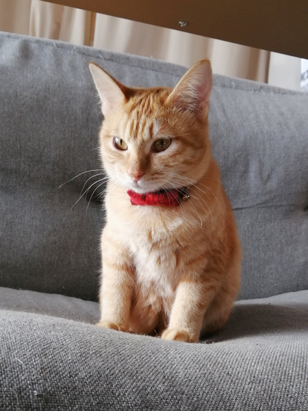 冬毛のちーちゃん