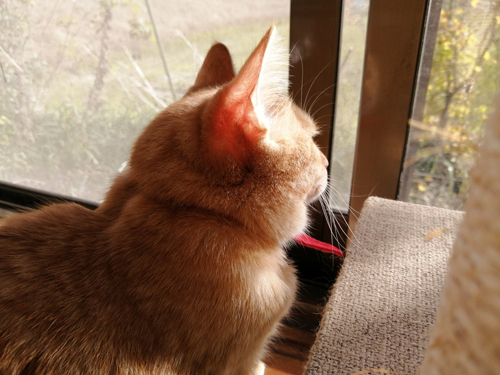 ちーちゃんのほお毛右向き