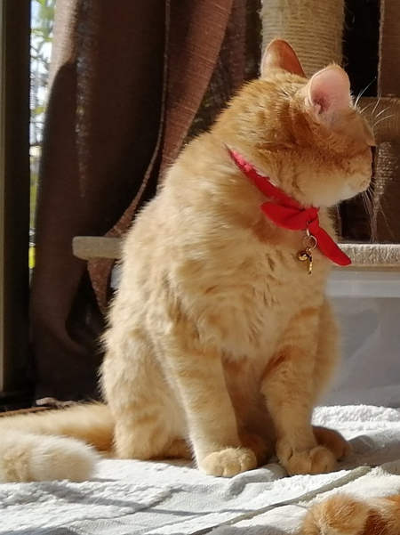 右向きのちーちゃん縦長画像