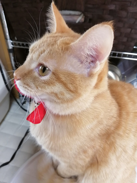 ちーちゃん顔アップ