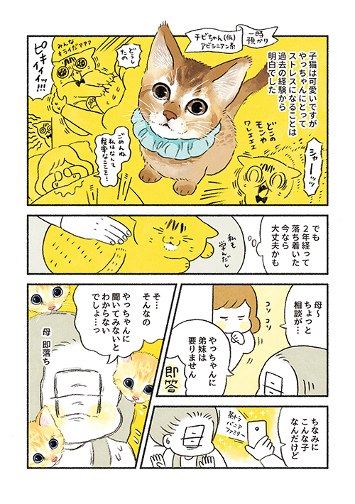 茶トラのちーちゃん2