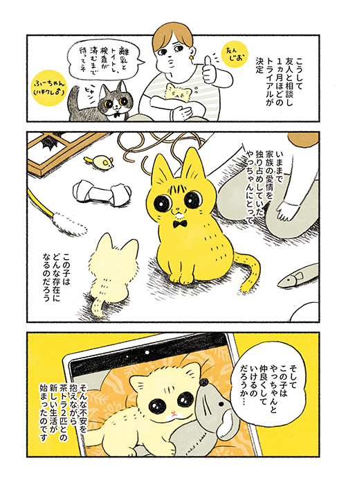 茶トラのちーちゃん3