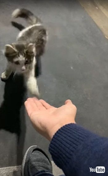 マクドナルドで保護された猫ちゃん