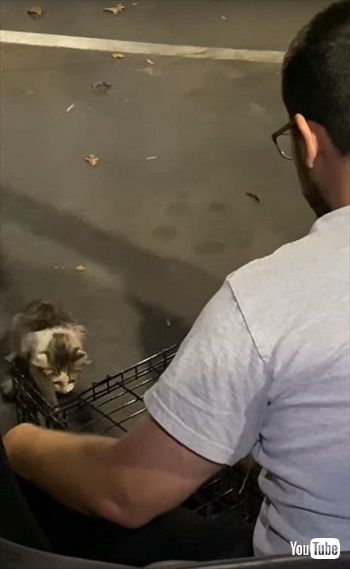 マクドナルドで保護された猫ちゃん