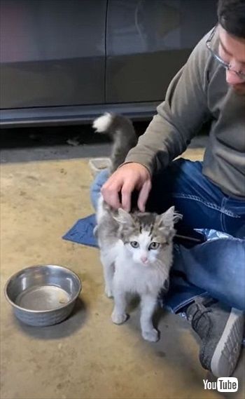 マクドナルドで保護された猫ちゃん