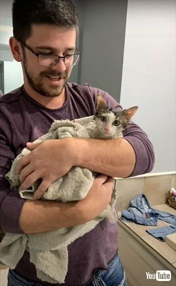 マクドナルドで保護された猫ちゃん