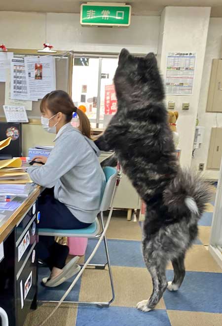 秋田犬 保存会 秋田犬会館 大きい デカい 看板犬 スバル
