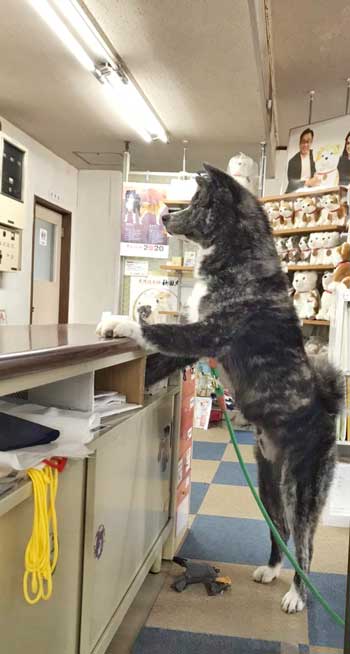 秋田犬 保存会 秋田犬会館 大きい デカい 看板犬 スバル