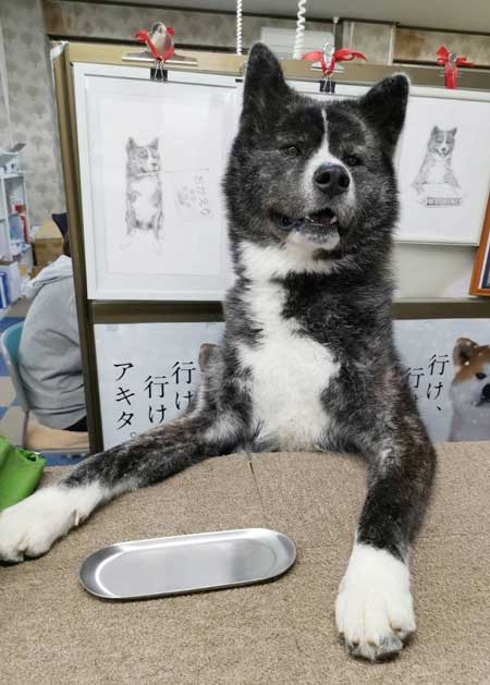 秋田犬 保存会 秋田犬会館 大きい デカい 看板犬 スバル