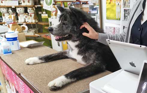 秋田犬 保存会 秋田犬会館 大きい デカい 看板犬 スバル
