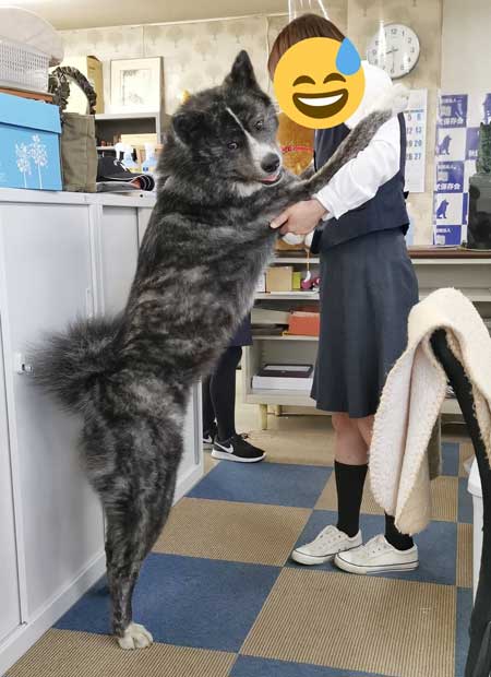 秋田犬 保存会 秋田犬会館 大きい デカい 看板犬 スバル